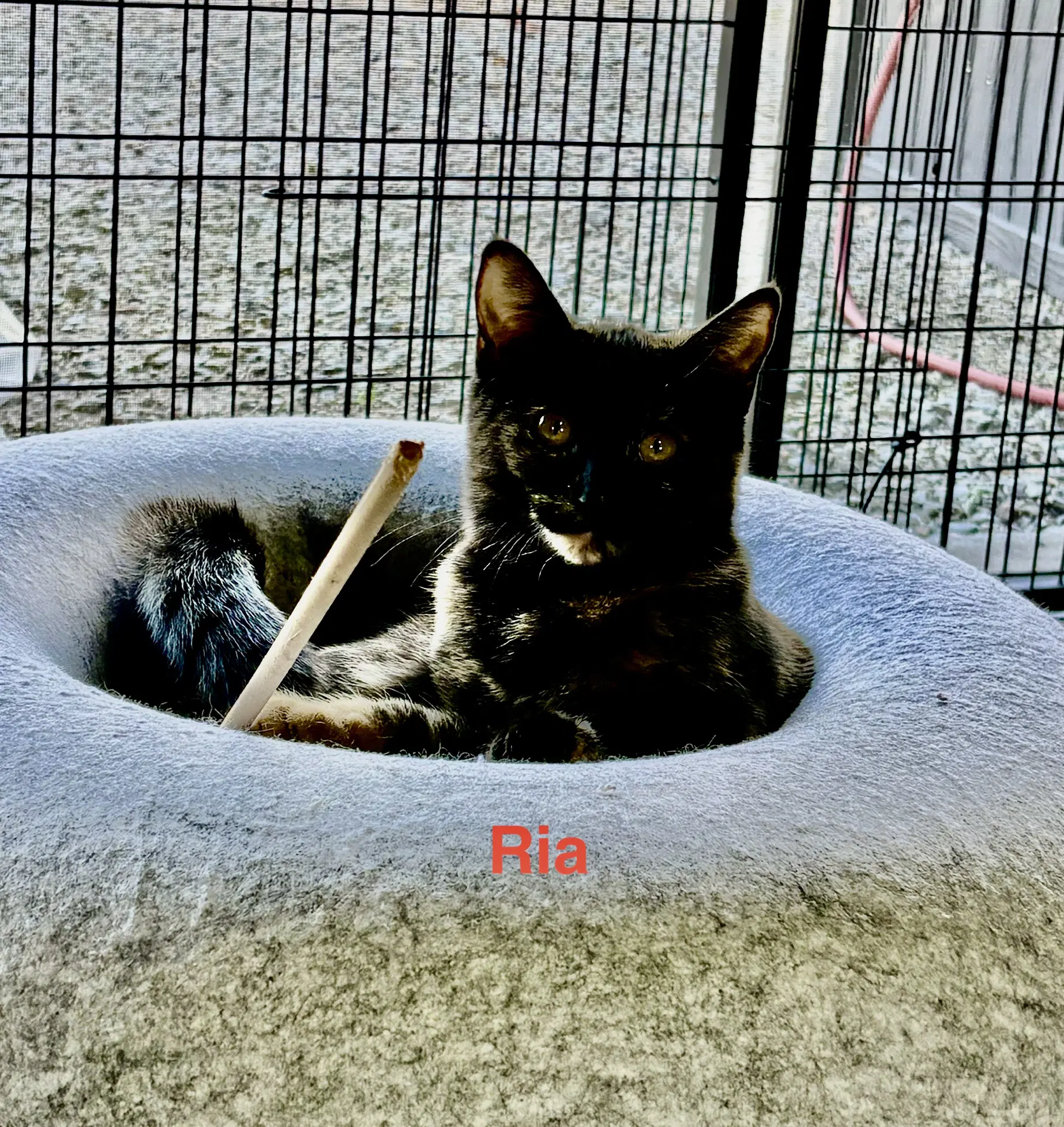 Ria image 3