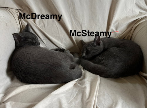 picture of the cat needing adoption