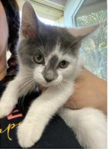 picture of the cat needing adoption