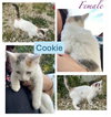 Cookie - Cupcake Wonder Litter - Photo 1