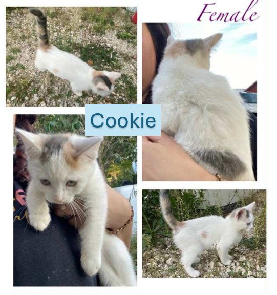 Cookie - Cupcake Wonder Litter