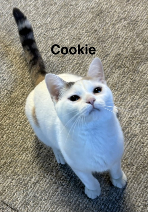 Photo 2 of Cookie - Cupcake Wonder Litter (bonded w/ Boots)
