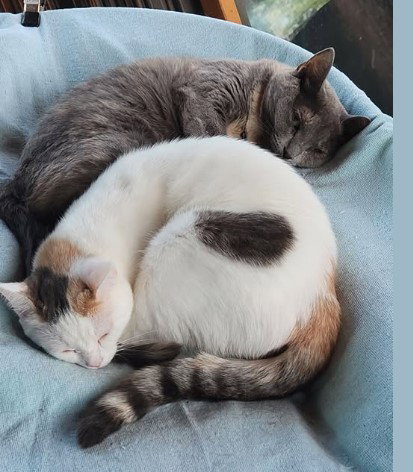 picture of the cat needing adoption