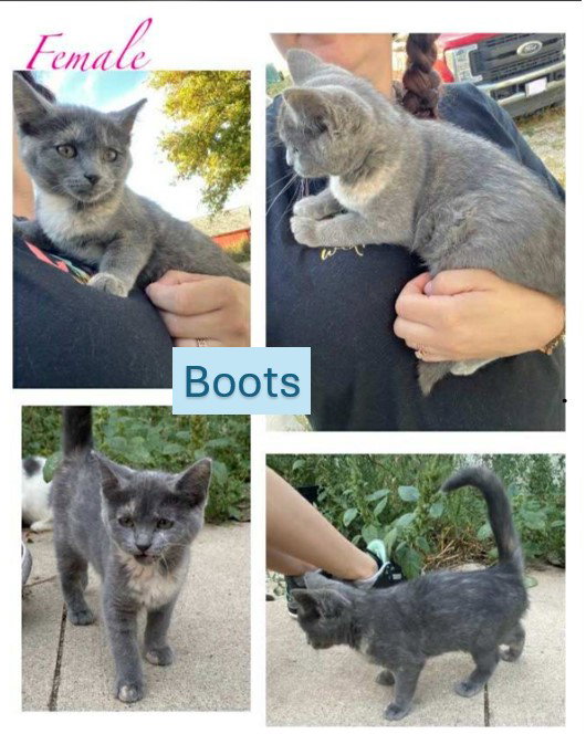 Boots - Cupcake Wonder Litter