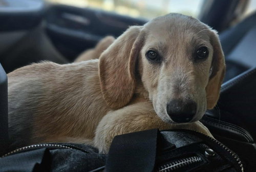 picture of the dog needing adoption