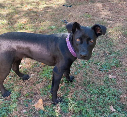 HANNAH - Black Labrador Retriever available for adoption