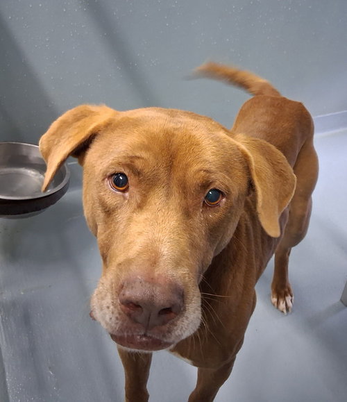 picture of the dog needing adoption