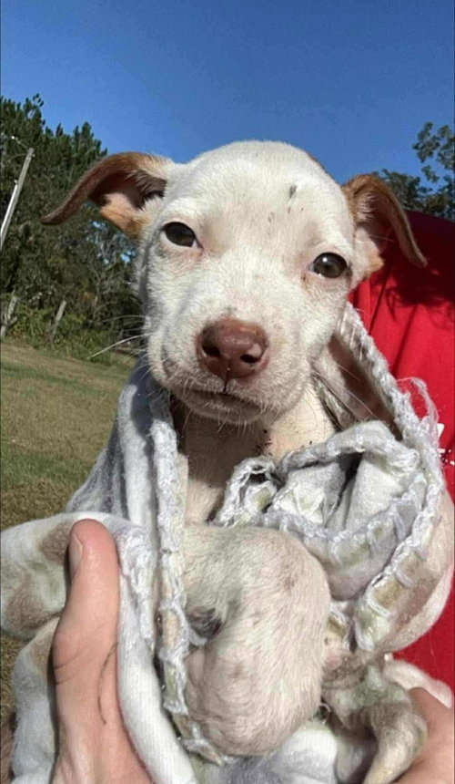 picture of the dog needing adoption