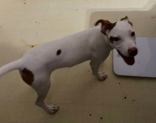CUTIE PIE - Hound available for adoption