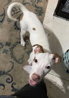 Cutie Pie - Photo 2