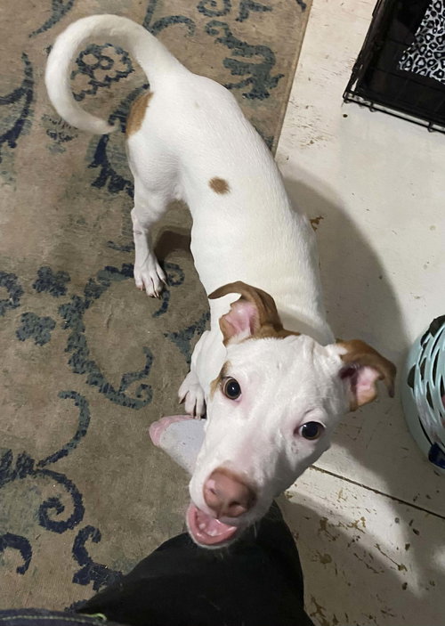 CUTIE PIE - Hound available for adoption