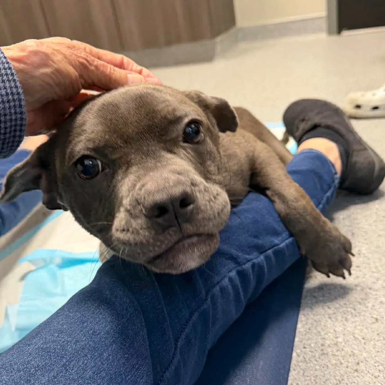Ash - Coming Soon - American Staffordshire Terrier