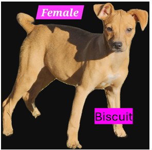BISCUIT - B LITTER