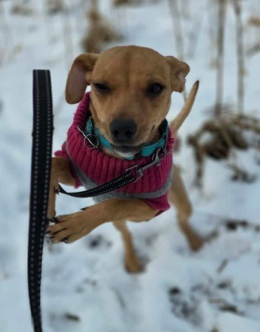 BISCUIT - B LITTER - Whippet available for adoption