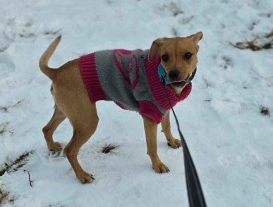 BISCUIT - B LITTER - Whippet available for adoption