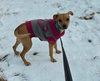 BISCUIT - B LITTER - Photo 3