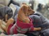BISCUIT - B LITTER - Photo 4