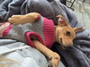 BISCUIT - B LITTER - Photo 5