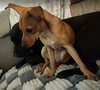 BISCUIT - B LITTER - Photo 6