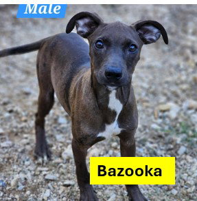picture of the dog needing adoption