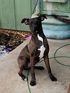 BAZOOKA - B LITTER - Photo 1