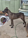 BAZOOKA - B LITTER - Photo 3