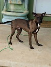 BAZOOKA - B LITTER - Photo 5