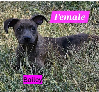 BAILEY - B LITTER Image