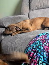 BAILEY - B LITTER - Photo 2