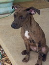 BAILEY - B LITTER - Photo 3