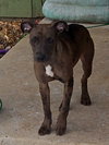 BAILEY - B LITTER - Photo 4