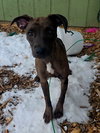 BAILEY - B LITTER - Photo 5