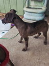 BAILEY - B LITTER - Photo 6