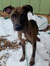BAILEY - B LITTER - Photo 7