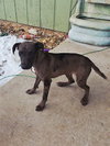 BAILEY - B LITTER - Photo 8