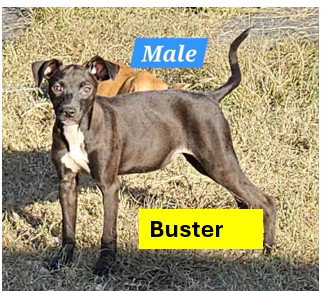 BUSTER - B LITTER Image