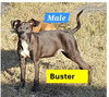 BUSTER - B LITTER - Photo 1