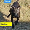 BALOO - B LITTER - Photo 3