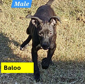 BALOO - B LITTER