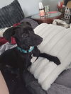 BALOO - B LITTER - Photo 1