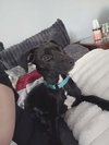 BALOO - B LITTER - Photo 2