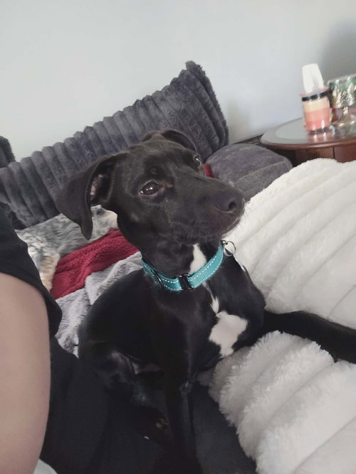BALOO - B LITTER - Whippet / Pug available for adoption