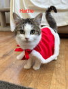 Hattie AKA Peach - Photo 3