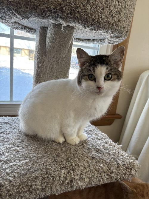 HATTIE AKA PEACH - Domestic Short Hair available for adoption