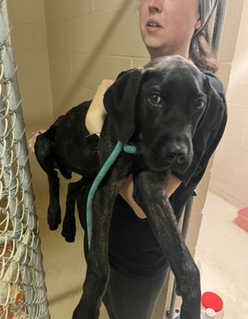 picture of the dog needing adoption