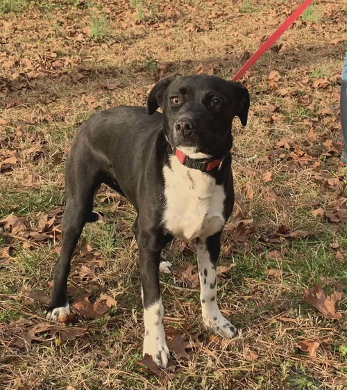 FRECKLES - Springer Spaniel / Labrador Retriever available for adoption
