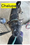 Chalupa - Photo 5