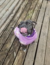 Chalupa - Photo 2
