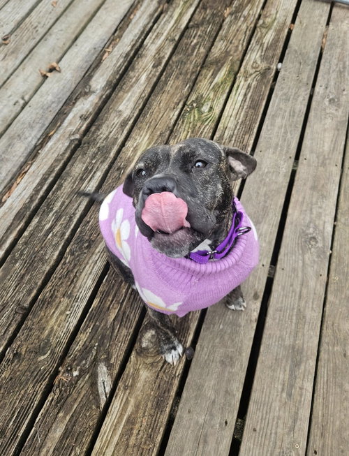 CHALUPA - Terrier available for adoption