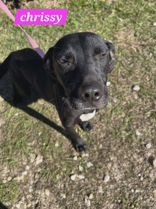picture of the dog needing adoption